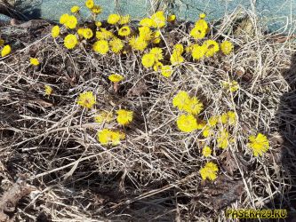 Пчёлы работают на мать-и-мачехе, весна 2021 Пчёлы работают на мать-и-мачехе, весна 2021