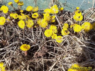 Пчёлы работают на мать-и-мачехе, весна 2021 Пчёлы работают на мать-и-мачехе, весна 2021