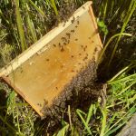 Сбор роя на медовую сушь Сбор роя на медовую сушь