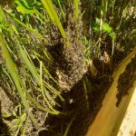 Рой севший в траву Рой севший в траву