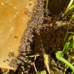 Сбор роя Сбор роя