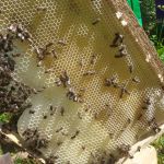 Отстройка трутнёвой рамки Отстройка трутнёвой рамки