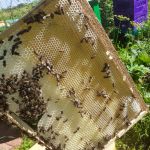 Отстройка трутнёвой рамки Отстройка трутнёвой рамки