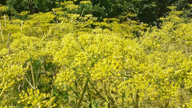 Дудник Дудник нектарит