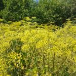 Дудник Дудник нектарит