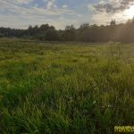 Поля заросшие дикими медоносами Поля заросшие дикими медоносами