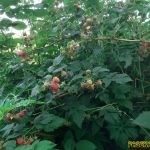 Малинник Малинник