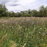 Поле розового осота Поле розового осота