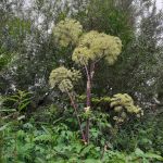 Дягиль - исполин Дягиль - исполин