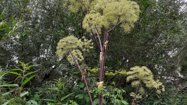 Дягиль - исполин Дягиль - исполин