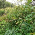 Малинник Малинник