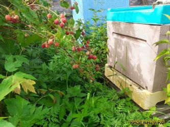 Малина на пасеке у ульев Малина на пасеке у ульев