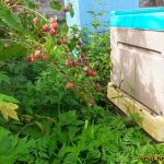 Малина на пасеке у ульев Малина на пасеке у ульев