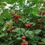 Малина на пасеке Малина на пасеке