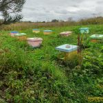 Отводки на новых матках Отводки на новых матках