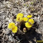 Первая мать-и-мачеха