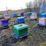 Яркие ульи ранней весной