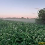 13 июня зацвела сныть