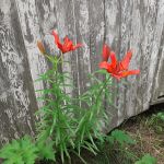 Цветы у пасечного дома