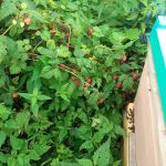 Пчёлы поспособствовали урожайности