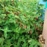 Отдельные ветки с ягодами склонились к ульям