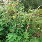 Чтобы ветки не сломались - пришлось делать подпорки