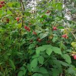 Урожай малины в самом конце июля 2022г